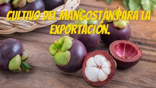 Cultivo del Mangostan para la exportación [upl. by Ahidam]