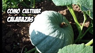 Como Cultivar Calabaza o Zapallo  Huerto Organico [upl. by Torhert281]