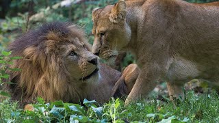 Leeuwinnen komen en gaan  Burgers Zoo Natuurlijk  Arnhem [upl. by Norty]