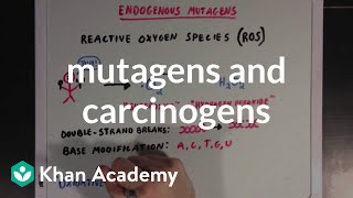 Mutagens and carcinogens  Biomolecules  MCAT  Khan Academy [upl. by Rutger]