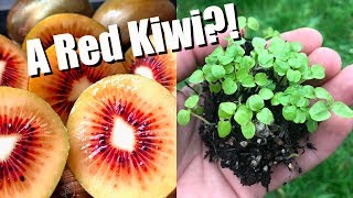 Tasting and Growing RED KIWIFRUIT From Seed [upl. by Stiegler]