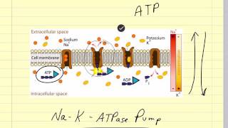 Pharmacokinetics and Drug Absorption Veterinary Pharmacology [upl. by Maribel127]