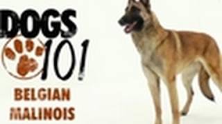 Dogs 101  Belgian Malinois [upl. by Rosette893]