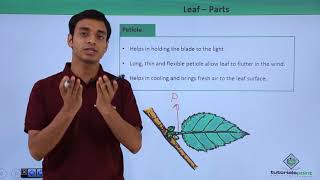 Class 11th – Leaf – Introduction  Morphology of Flowering Plants  Tutorials Point [upl. by Htiekel156]