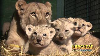 Longleat Lion Cubs at four weeks old [upl. by Aneerb]