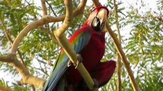 Macaws in Brazil in the wild [upl. by Narik]