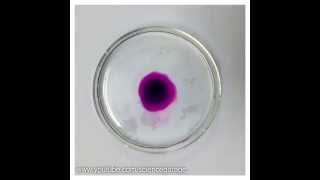 Potassium Permanganate Diffusion Time Lapse [upl. by Estey]