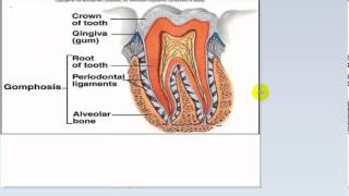 Bony Tissue  Anatomy of a Long Bone [upl. by Eylhsa]