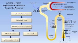 Sodium and Potassium Metabolism Renin Angiotensin Aldosterone and ADH [upl. by Boeke]