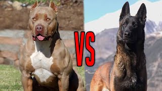 Belgian Malinois vs Pit Bull terrier [upl. by Hamitaf]