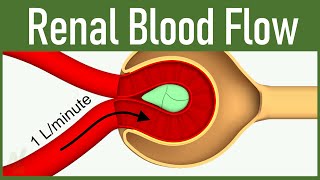 Kidneys and the Nephron [upl. by Adanama]