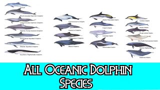 All Oceanic Dolphin Species  Species List [upl. by Tnahsin372]