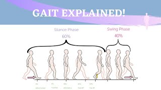 Gait Range of Motion Animation [upl. by Bianca449]