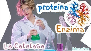 Experimento Biología  Química con la Enzima Catalasa Generación de Oxígeno [upl. by Gerg]