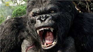 National Geographic Documentary  Mountain Gorilla  BBC Nat Geo Wild [upl. by Saraiya]