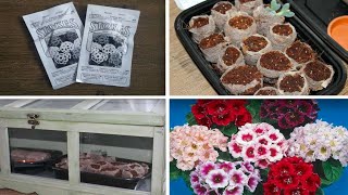 Planting GLOXINIA Seeds  Sinningia Seciosa  Stokes Seeds [upl. by Moonier263]