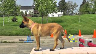 Malinois Puppy Training 12 weeks 4 [upl. by Aehs]