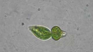 Binary fission Euglena [upl. by Eboj838]