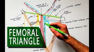 Femoral Triangle  Boundaries and Contents  Anatomy Tutorial [upl. by Dorrej]