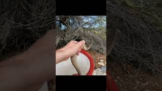 Gophersnake Release From A Home [upl. by Dragone]