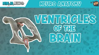 Ventricles of the Brain  Anatomy Model [upl. by Koch]