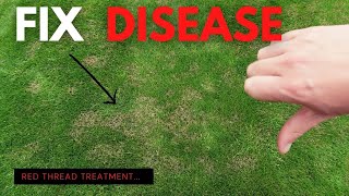 Brown Spots in the Lawn How to Fix Red Thread Disease [upl. by Etteyafal]