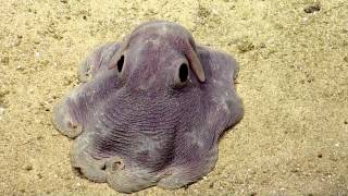 Dumbo Octopus in Action  Nautilus Live [upl. by Adnwahsal]