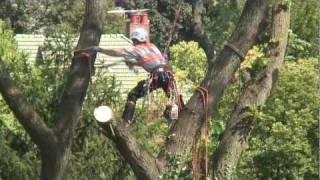 Kramer Tree Specialists Tree Removal [upl. by Allisurd]