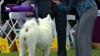 Akitas  Breed Judging 2022 [upl. by Chesna]