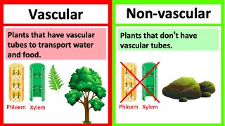 VASCULAR vs NONVASCULAR PLANTS 🤔  Whats the difference  Learn with examples [upl. by Hsatan]