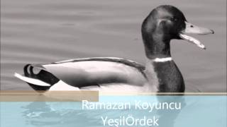 Ramazan Koyuncu Yeşil Ördek Gibi [upl. by Ichabod931]