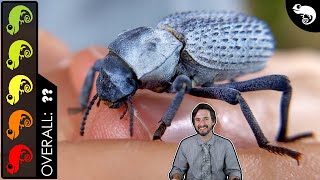 Blue DeathFeigning Beetle The Best Invertebrate [upl. by Stedt]