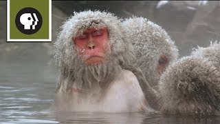 Snow Monkeys Soak in Hotsprings [upl. by Ohce]