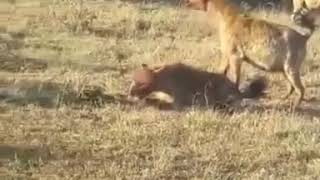 3 lionesses lose their kill to 3 hyenas [upl. by Leor843]