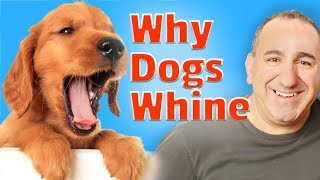 Why your dog whines and How to get your dog to stop whining [upl. by Sarson634]