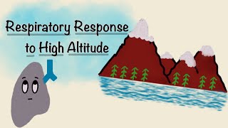 Respiratory Response To High Altitude  Acclimatization Physiology  Respiratory Physiology [upl. by Asilenna]