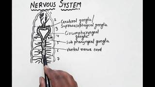 Nervous System Of Earthworm [upl. by Merriott121]