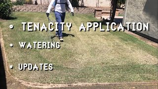 Lawn Rejuvenation Part 3of4  Tenacity Herbicide Application [upl. by Lagasse529]