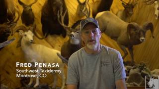 Inside a taxidermy shop [upl. by Drisko]