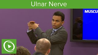 Muscles of the Ulnar Nerve – MRCS  Lecturio [upl. by Nailluj]