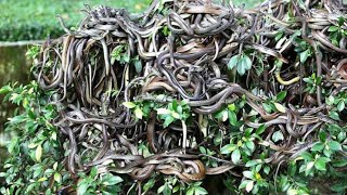 इस ISLAND से दूर रहो  Most Dangerous Snake Island On The Planet  Deadliest Brazil Island  Snakes [upl. by Adnirb]