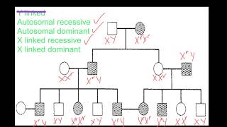 Pedigree Analysis [upl. by Rheingold]