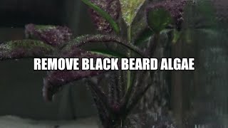 How to remove Black Beard Algae from your aquarium [upl. by Ahsinan]