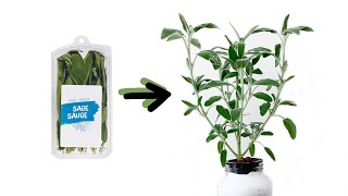 How to Grow Sage Cuttings from the Grocery Store [upl. by Mij]