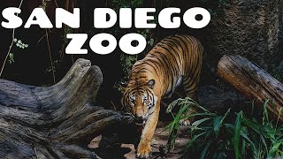 San Diego Zoo  Walking Tour 4K [upl. by Ahsinawt701]