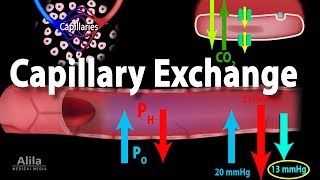 Capillary Exchange and Edema Animation [upl. by Vasti870]