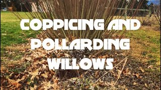 Coppicing and Pollarding Willows [upl. by Bonnibelle]