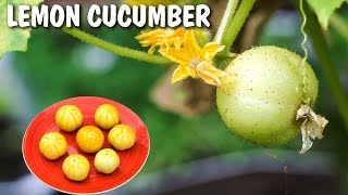 Growing Lemon Cucumber  Excellent Producer [upl. by Fast]