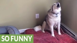 Extremely stubborn Husky throws epic temper tantrum [upl. by Dnob]