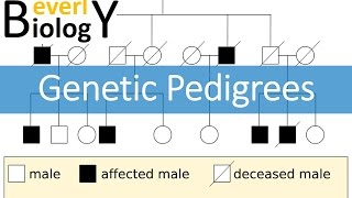 Genetic Pedigrees updated [upl. by Coleen37]